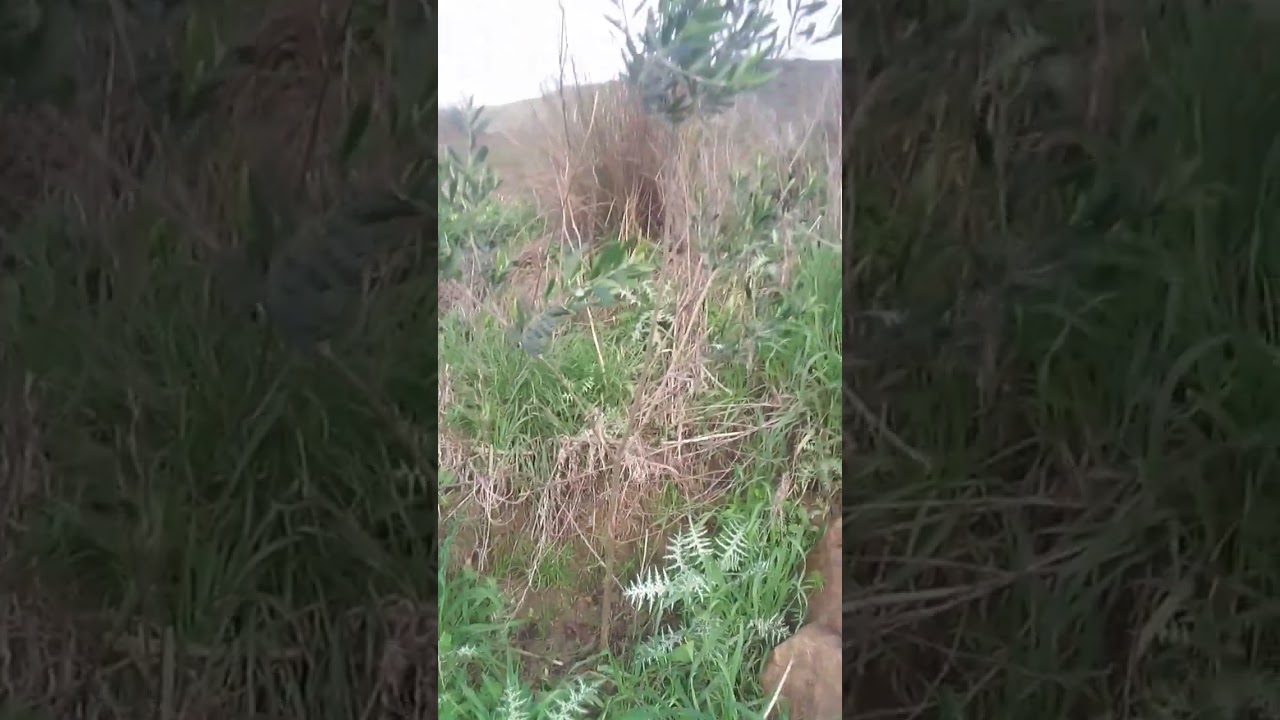 بالعمل الجاد والارادة حولة بستان فيه نباتات شوكيةالي حقل من الاشجار الزيتون والفواكه تغني عن شراءها🎉