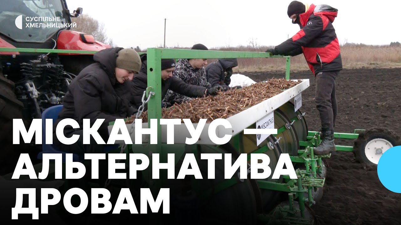 Очищує ґрунти й замінює дрова: на Хмельниччині висаджують міскантус