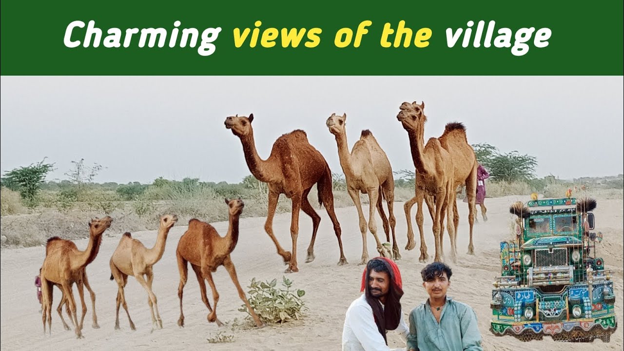 Morning routine  l daily routine vlog l camel farming in Pakistan