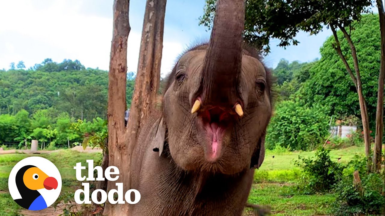 Teenage Elephant Loves Going For Swims Behind His Mom's Back | The Dodo Go Wild