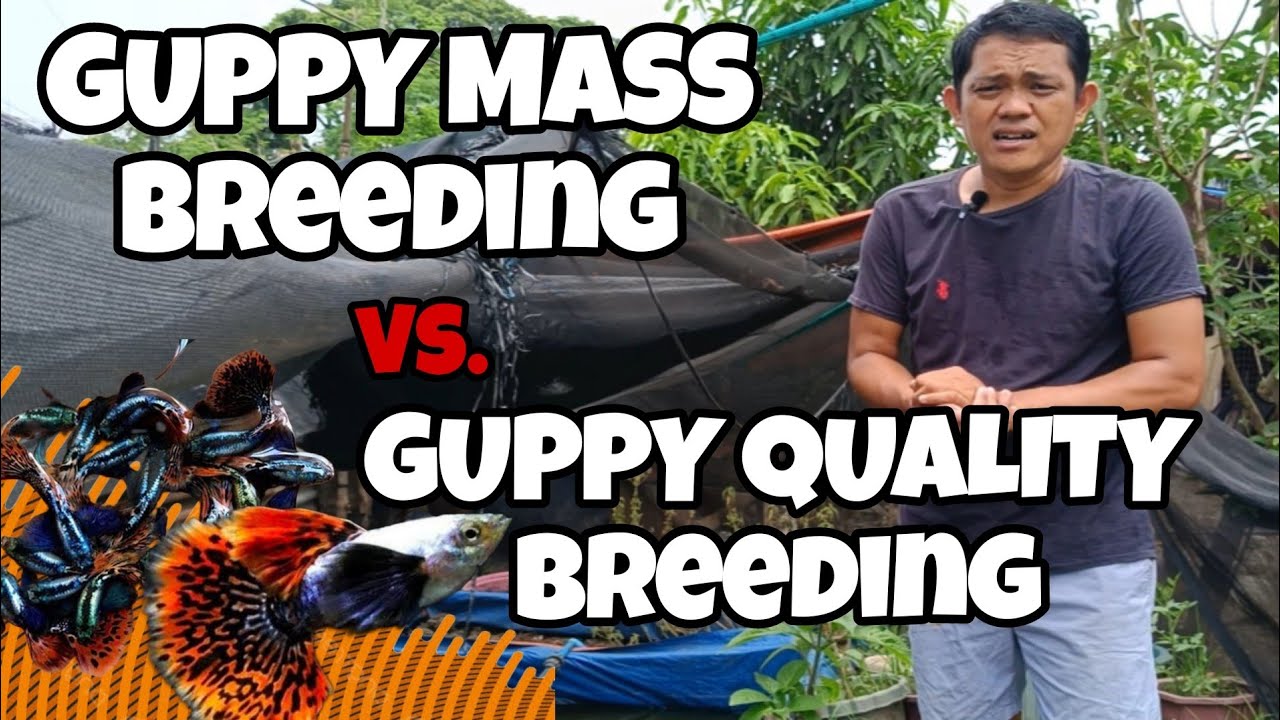 Guppy mass breeding vs. Guppy Quality breeding