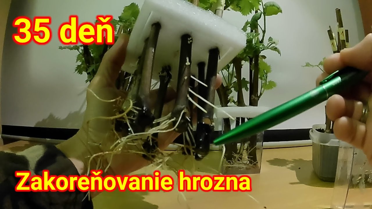 Ako to dopadlo? Zakoreňovanie vo vode - výsledok po 35 dňoch.