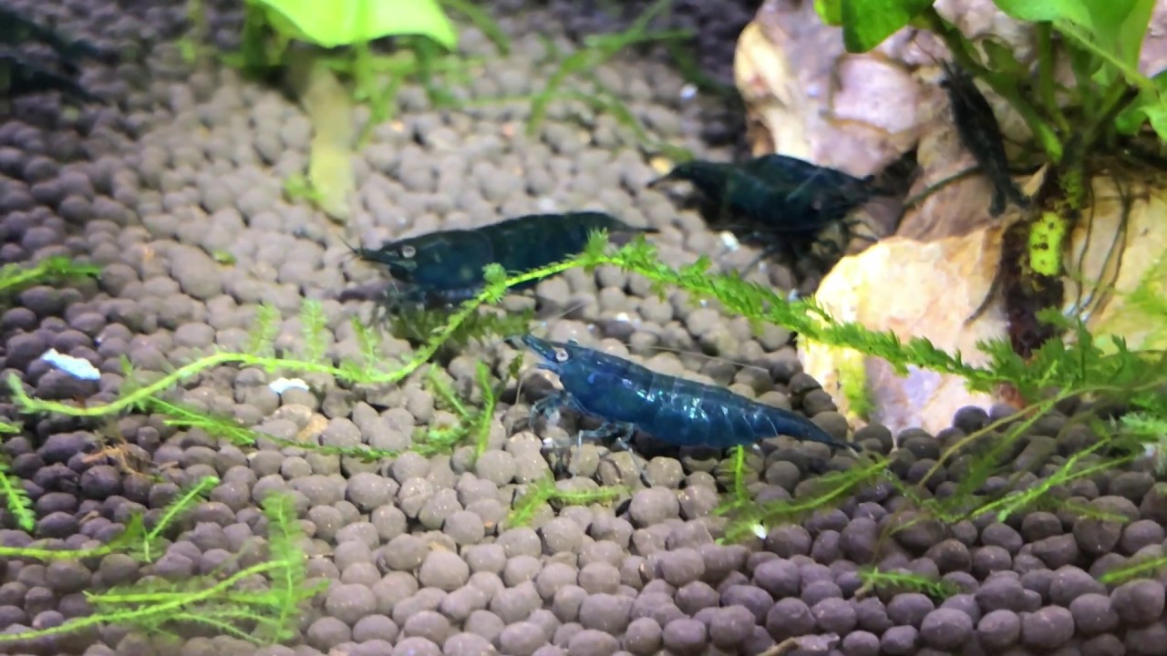 GREEN JADE NEOCARIDINA SHRIMP - UNBOXING AND ACCLIMATION GUIDE [HOW TO]