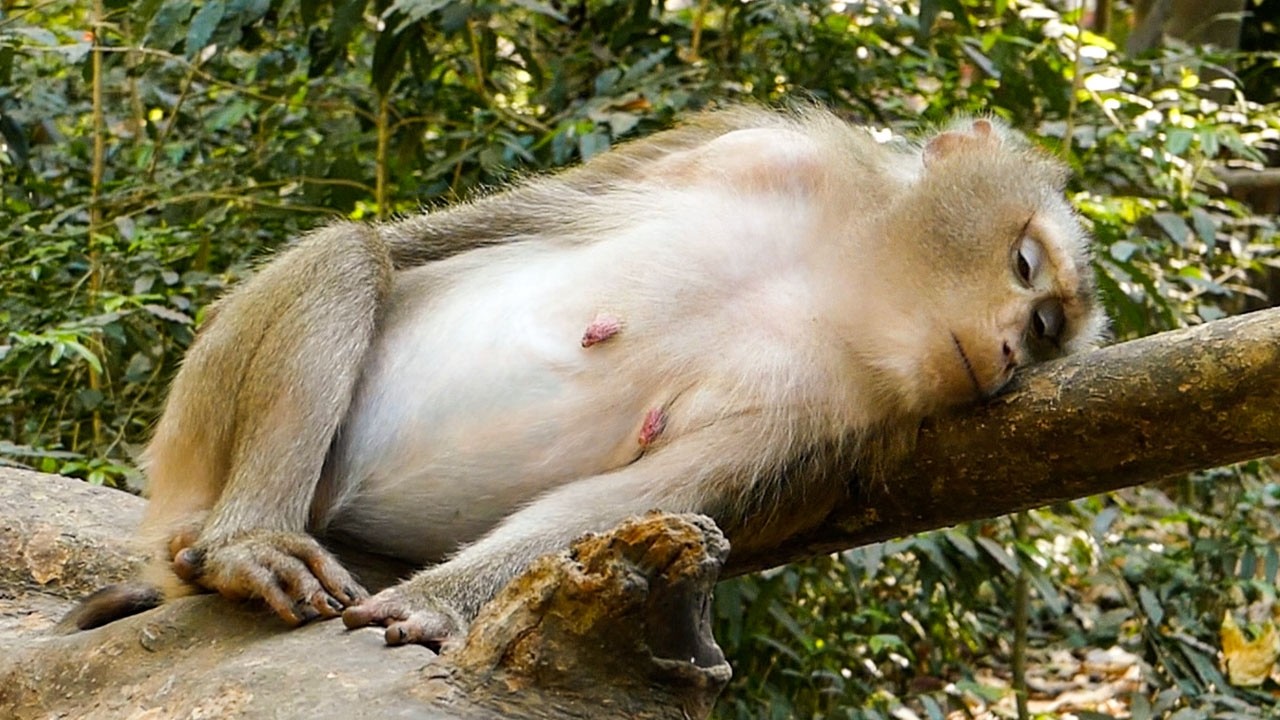 Gentle peaceful moments |Monkey Libby is unwell as her birth delivery gets closely