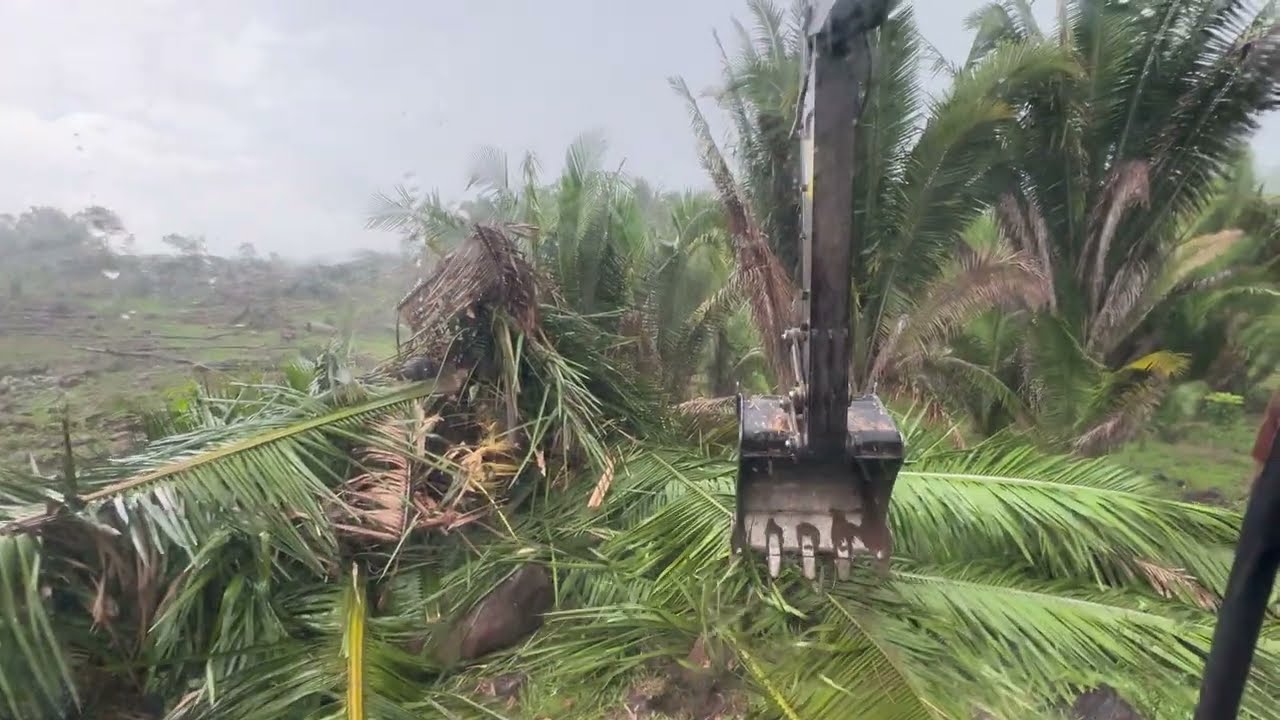  Escavadeira fazendo Destoca de pastagem debaixo de muita chuva