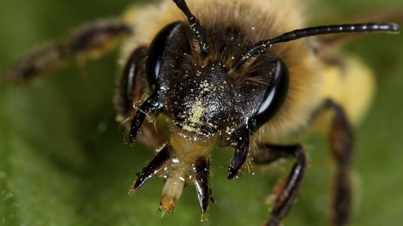 Social Insects: Bees and Wasps