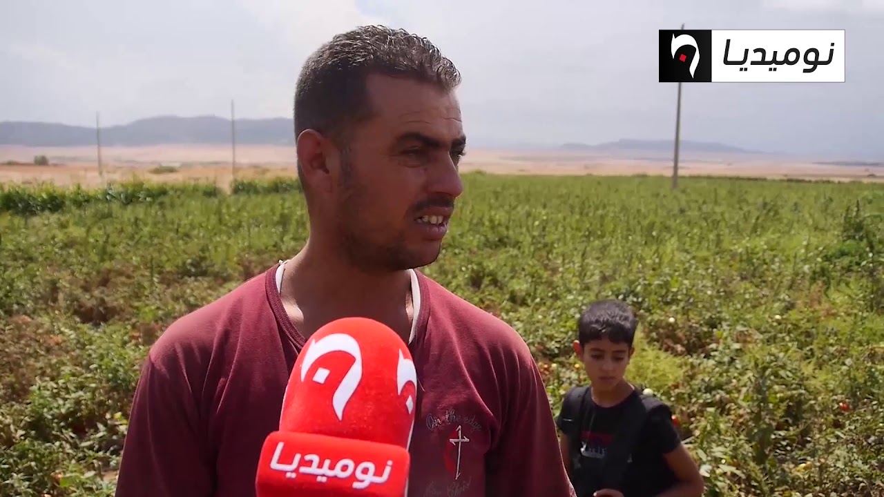 أم البواقي: إنتاج الطماطم الصناعية والمحاصيل الزراعية مهددة بالزوال في سوق نعمان