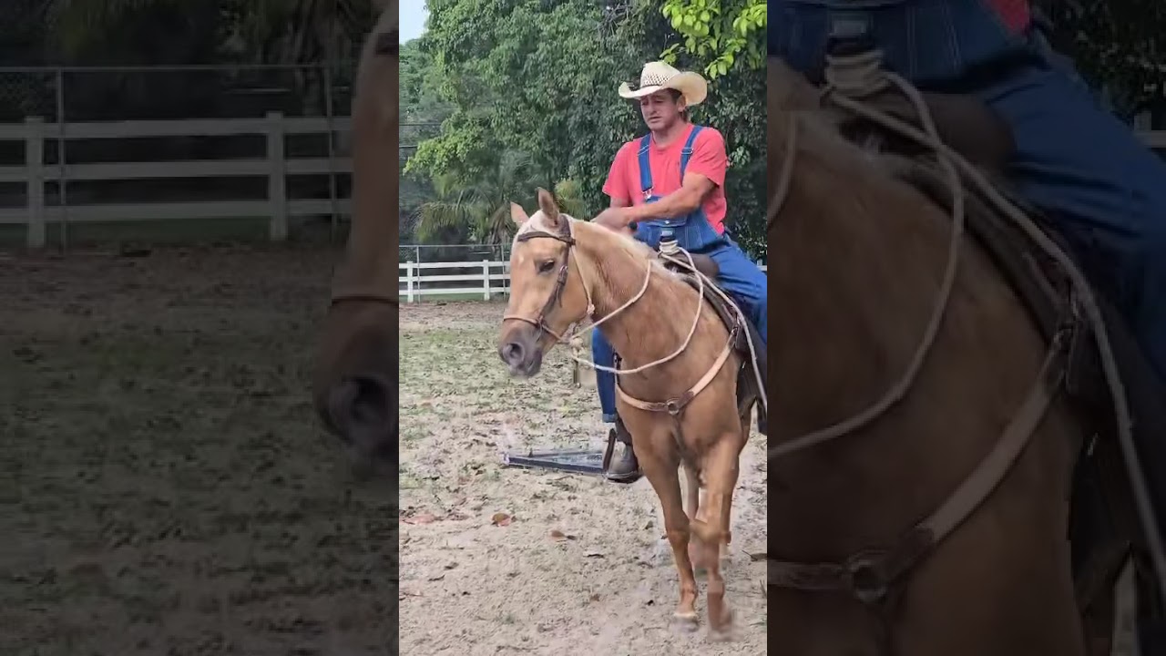 Spirit 2 yr QH - Colt starting