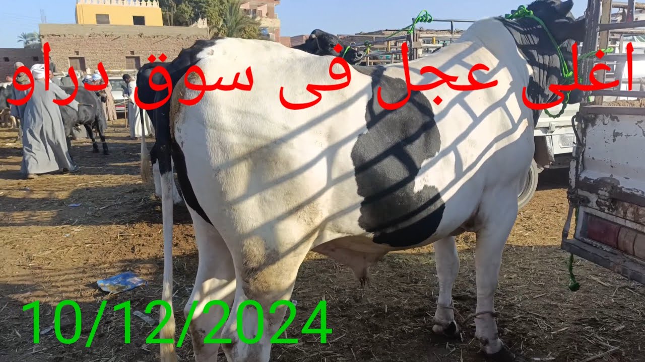 اسعار عجول اللحم من داخل سوق دراو الدولي 10/12/2024
