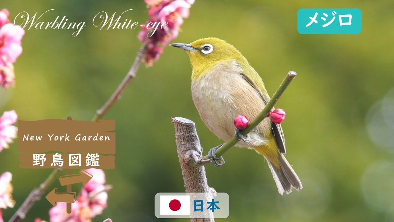 野鳥図鑑：メジロ (Warbling White-eye)