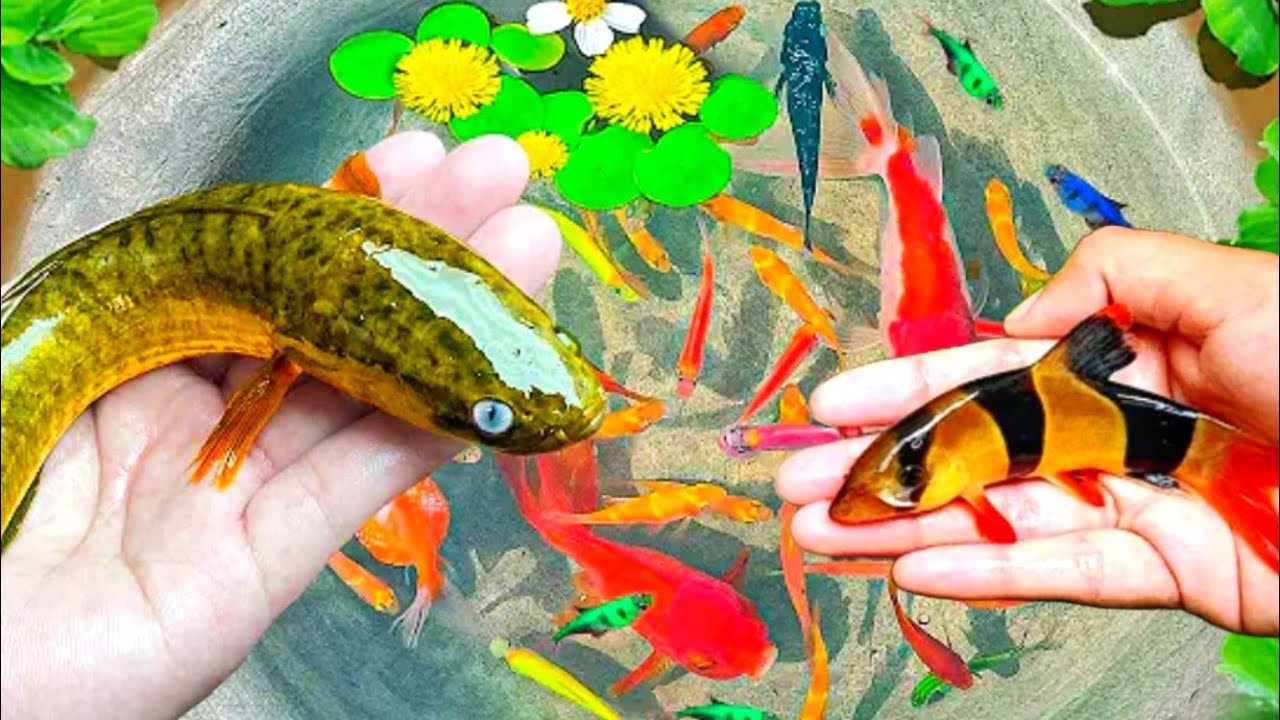 Menangkap Ikan Glofish, Ikan Mas Koki, Ikan Molly, Ikan Memphis,Ikan Lemon, Ikan lele