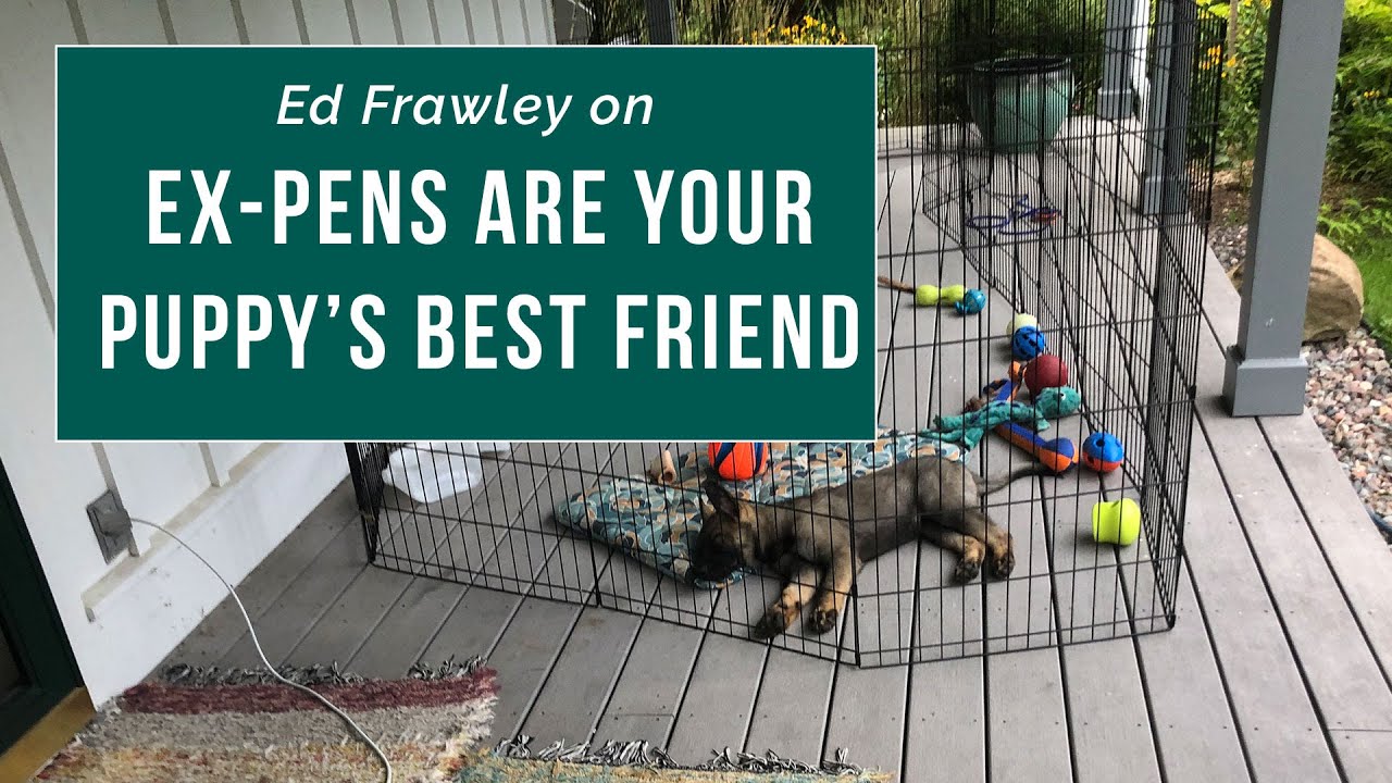 Ed Frawley on Ex-pens Are Your Puppy's Best Friend