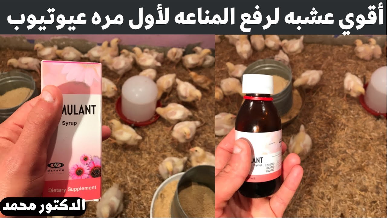 اقوي رافع مناعه للفراخ ووقايه من كل الامراض مع الدكتور محمد