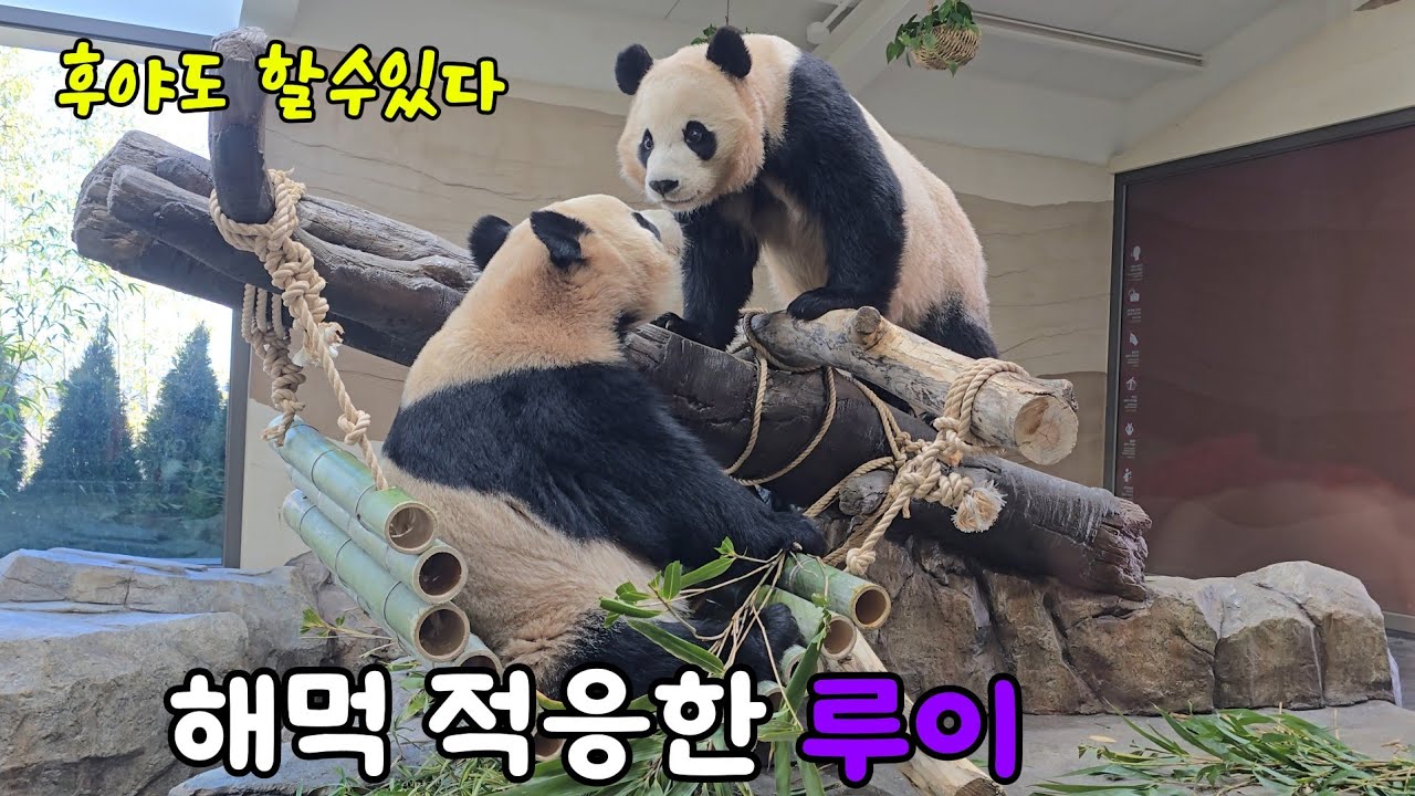 [ep.748]해먹 완벽적응한 루이♡후야도 할뚜있다! 26.01.28