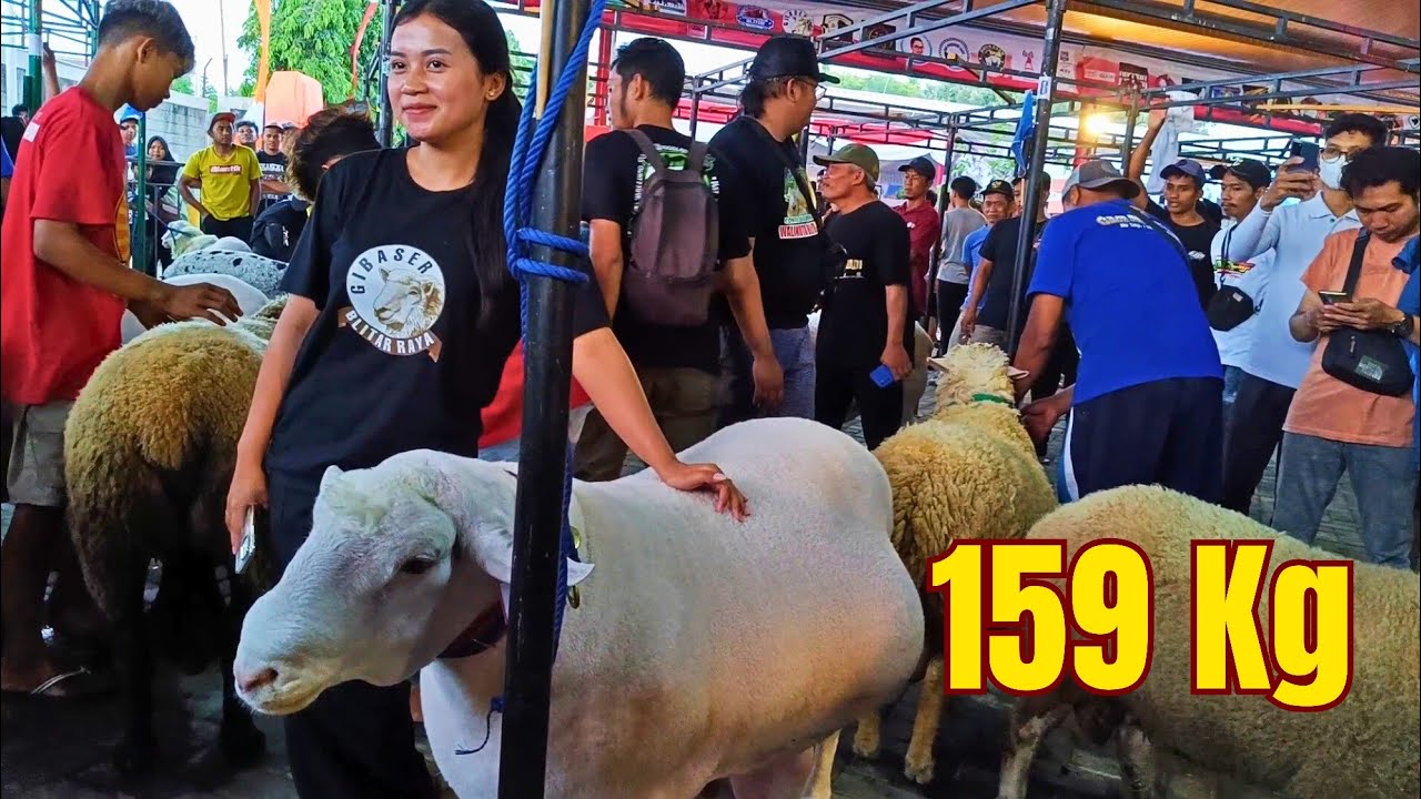 10 DOMBA TERBESAR INDONESIA di KONTES BLITAR 2024❤️&zwj;🔥❤️&zwj;🔥