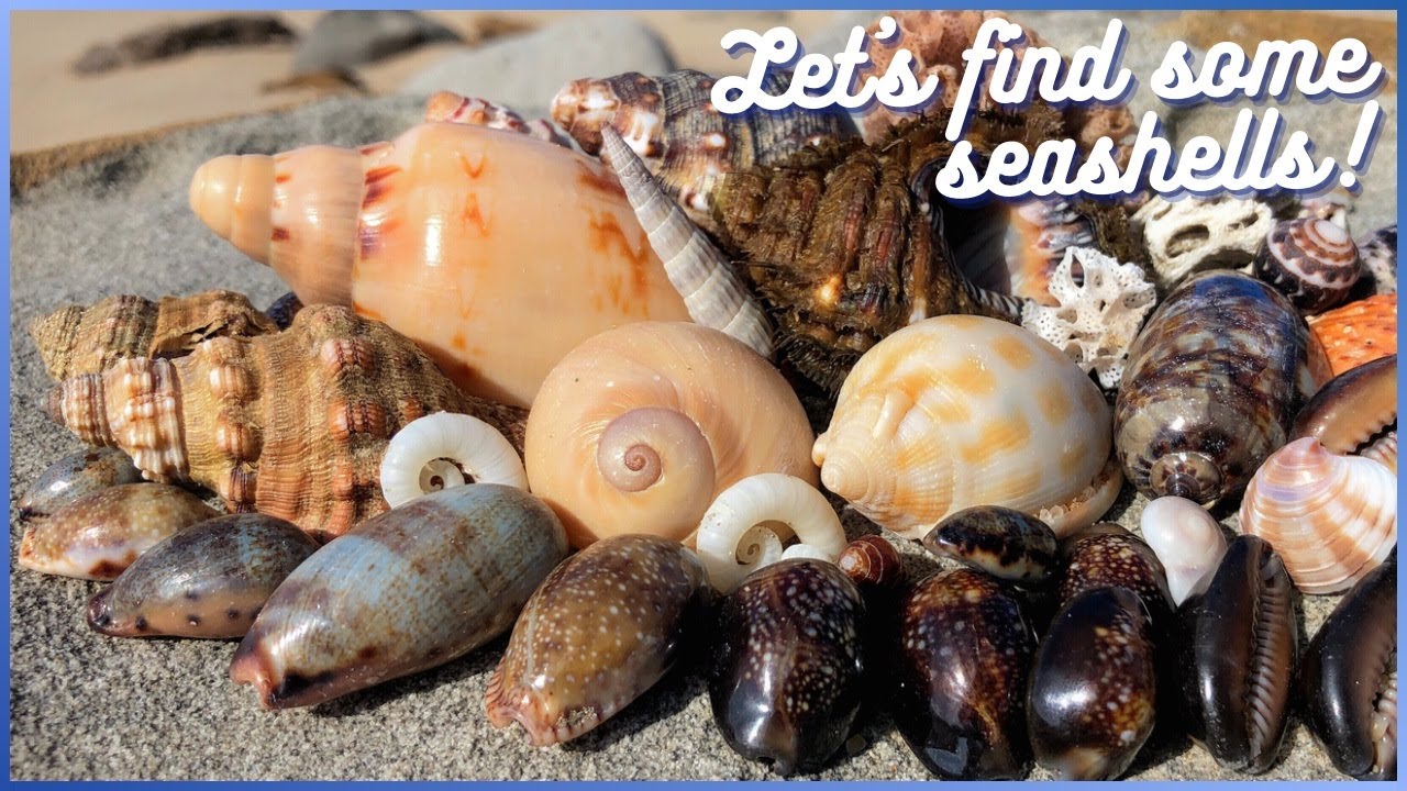 Finding Seashells in the Tide Pools | Big Finds at Low Tide #shelling