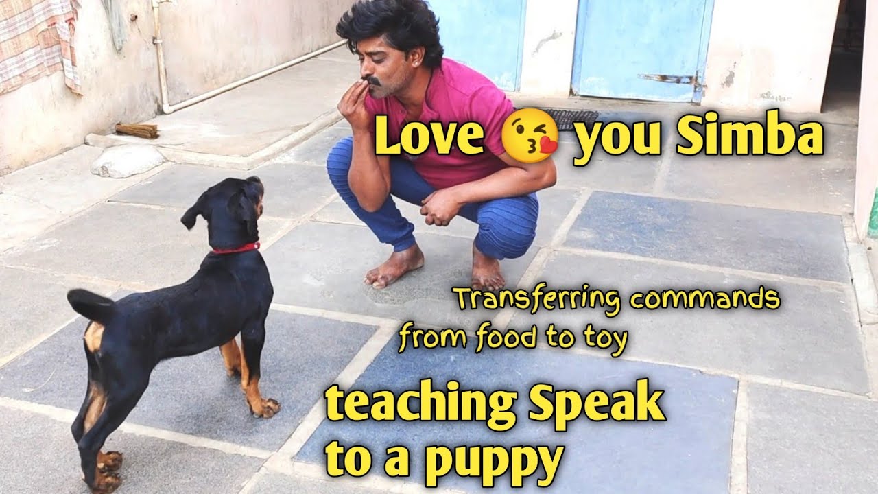 Щенок ротвейлера учит команду «Говори 🗣️» | Симба @BalusK9Dogtraining #вирусный #поддержка #собаки
