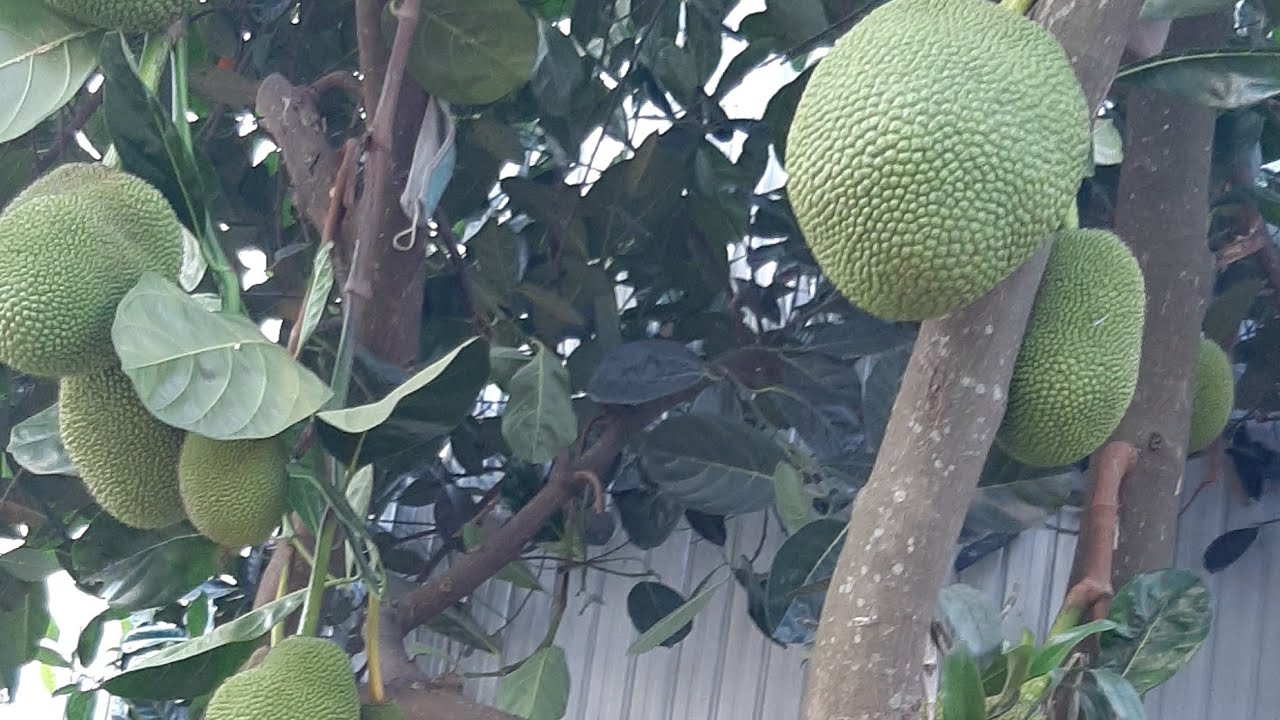 Hái ngọn su,bồ công anh,mướp hương,dâu tây,bắp cải,lá lốt,mồng tơi