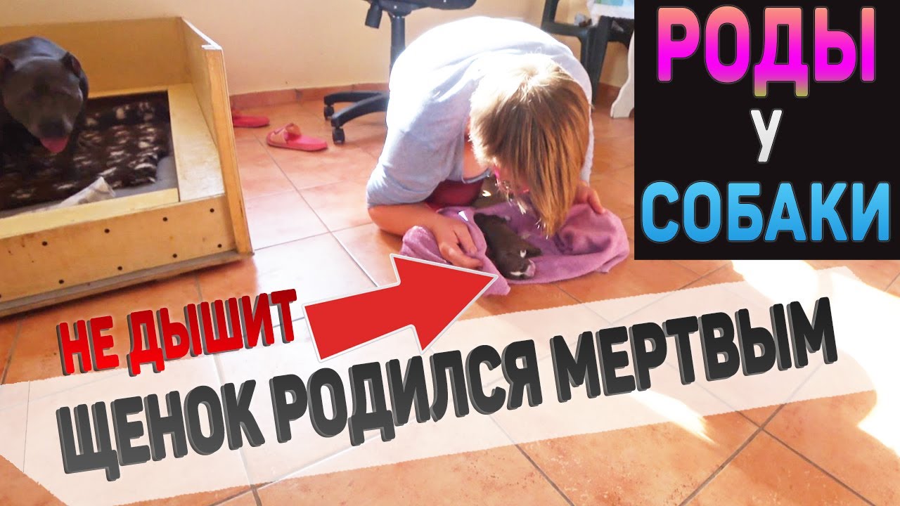 Пожалуйста, только дыши... Роды у собаки. Щенок не дышит. 1 часть