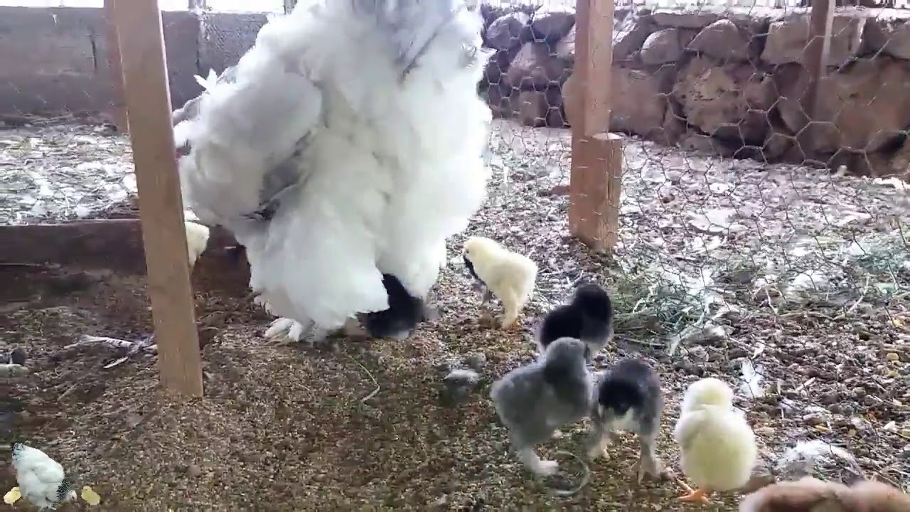 Blue light Mother Hen  and cute Chicks , Chicken mother  and Chicks Videos , Baby Chicks & Hen Video