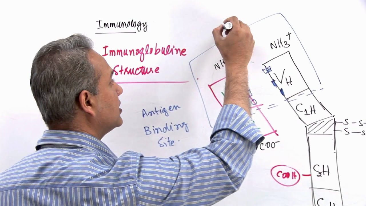 Immunology Lecture 11 Part 3 Immunologlobulins - structure and synthesis (genetics)