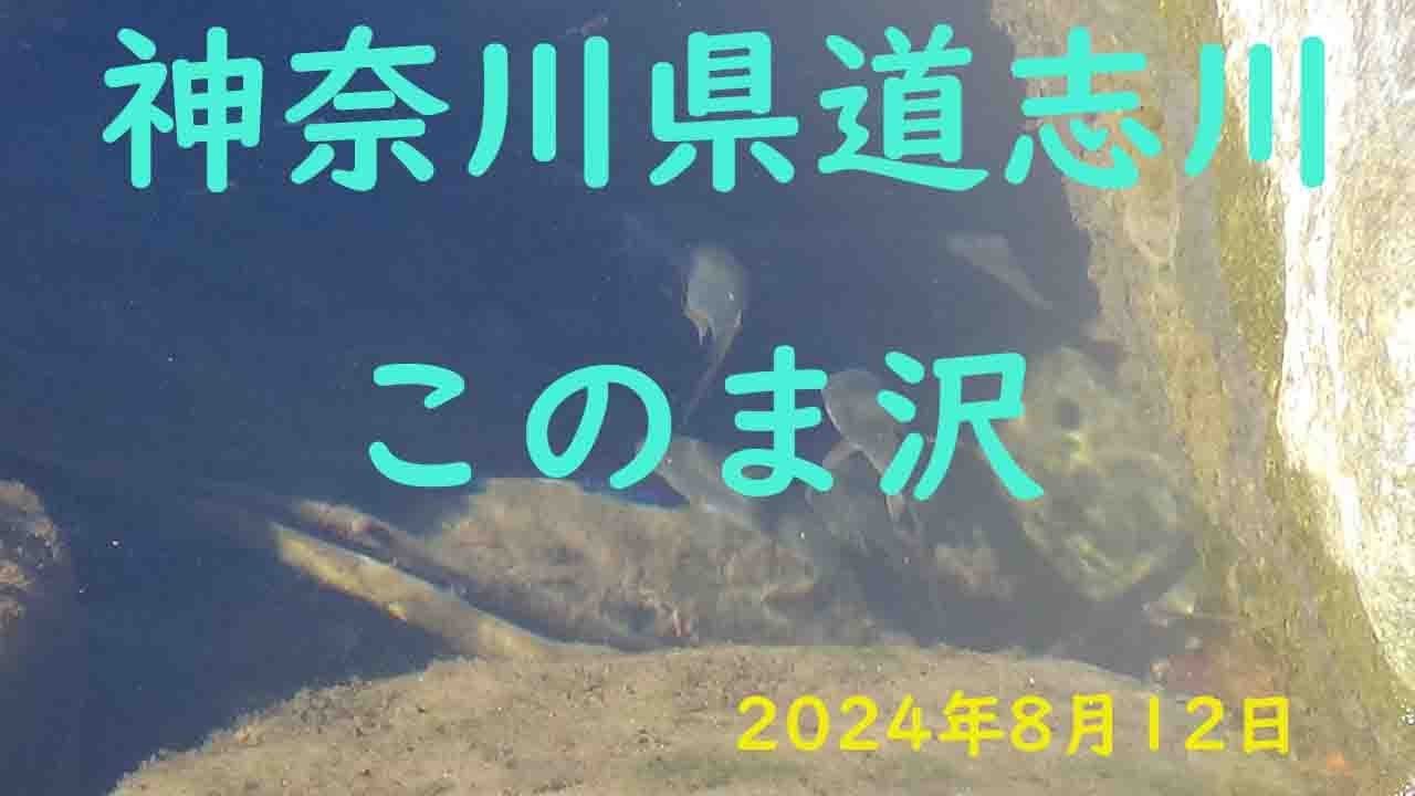 相模川水系・道志川　このまさわにアユ釣りを見に行ってきました。　#このま沢 #神奈川県道志川 #津久井漁協 #相模川第一漁協 #鮎釣り #鮎 #友釣り 2024年8月12日
