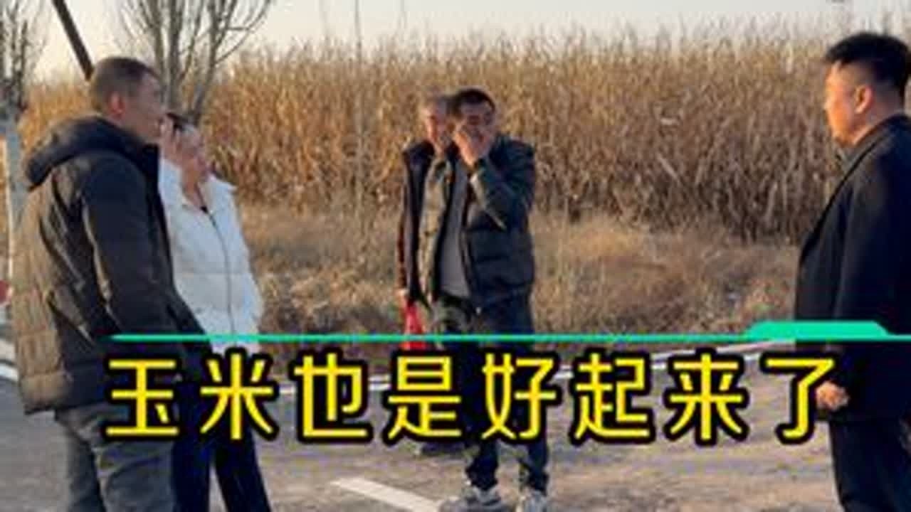 玉米也是好起来了 粮商地头互相竞价！ #三农 #玉米种植 #我的乡村生活