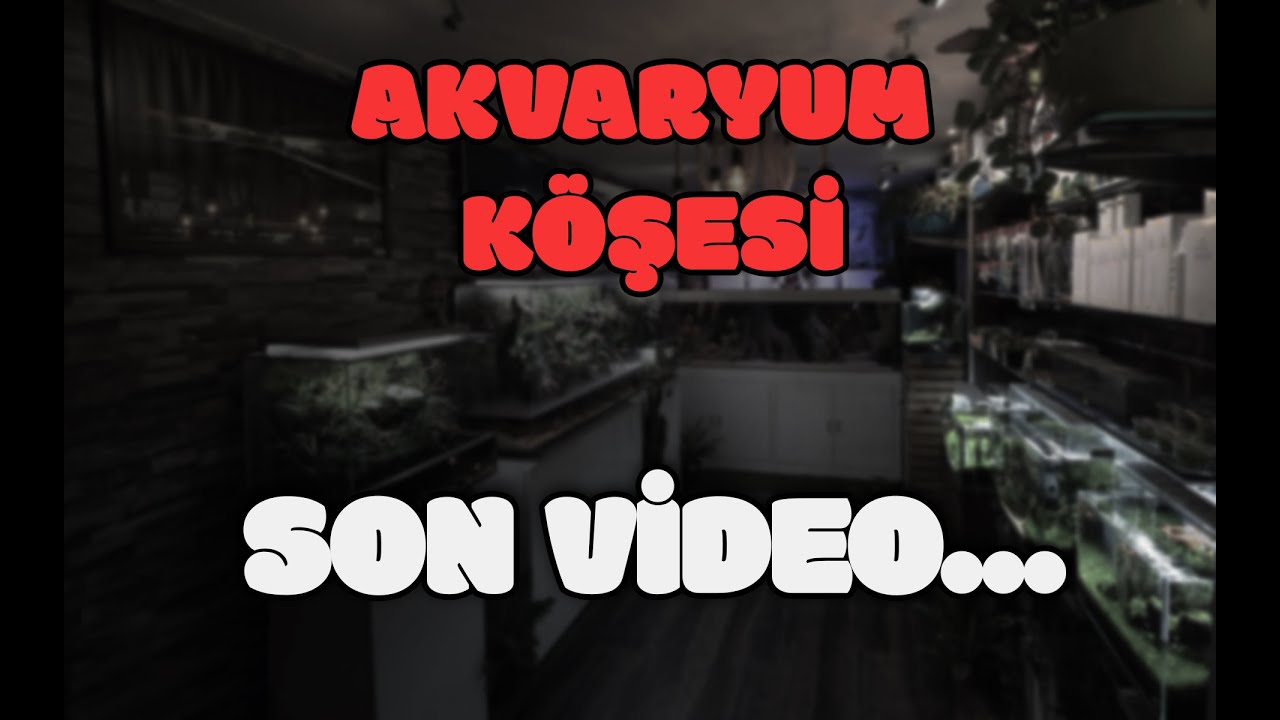 Akvaryum Köşesi; Hüzünlü Son 🥹 | HER SON BİR BAŞLANGIÇTIR! 😉