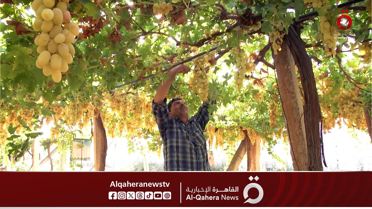 مدينة العنب.. حكاية “داريا” السورية