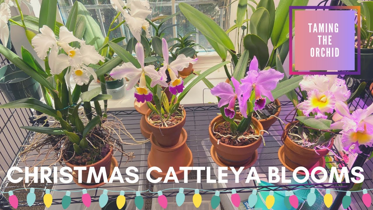 Christmas Cattleya Orchids…percivaliana Summit..trianae alba..eldorado semi alba..Mahina Yahiro