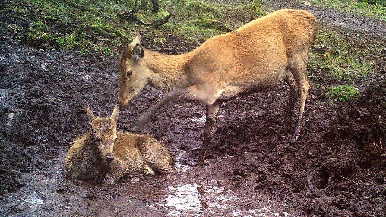 Why do deer wallow ? Not just stags but hinds and calves love it too.
