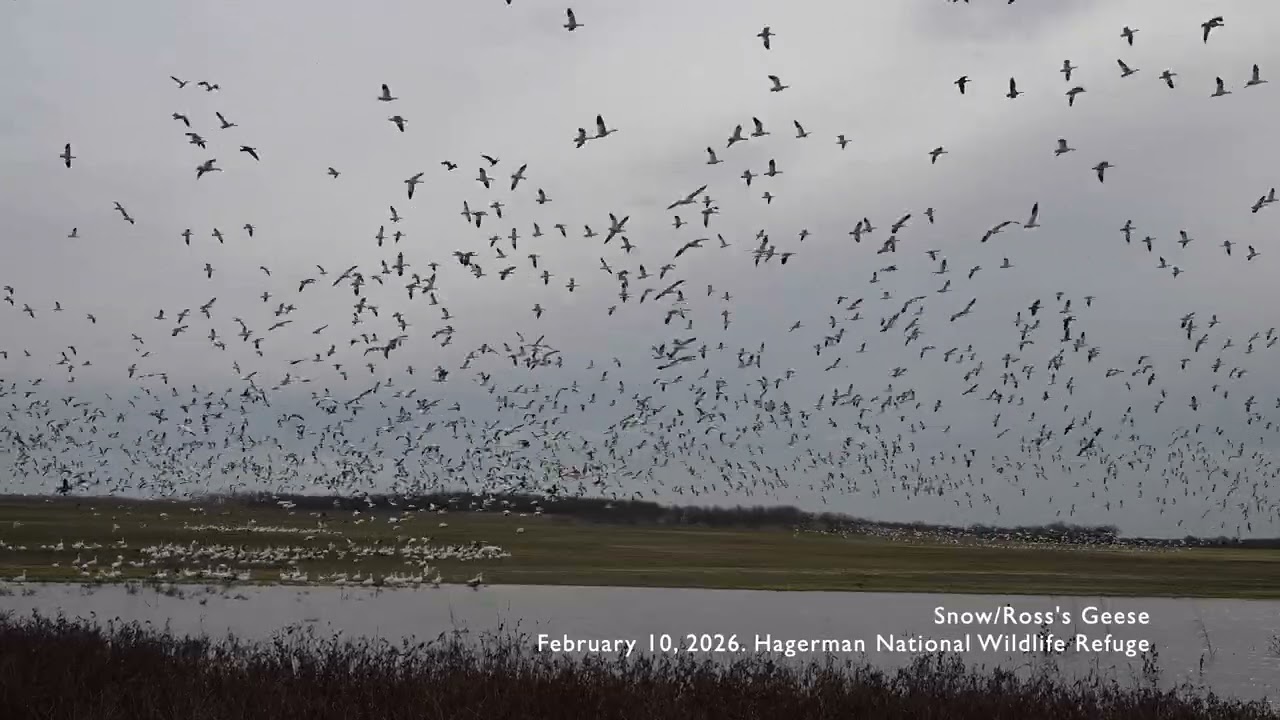 Relaxing Nature Video: Snow Geese