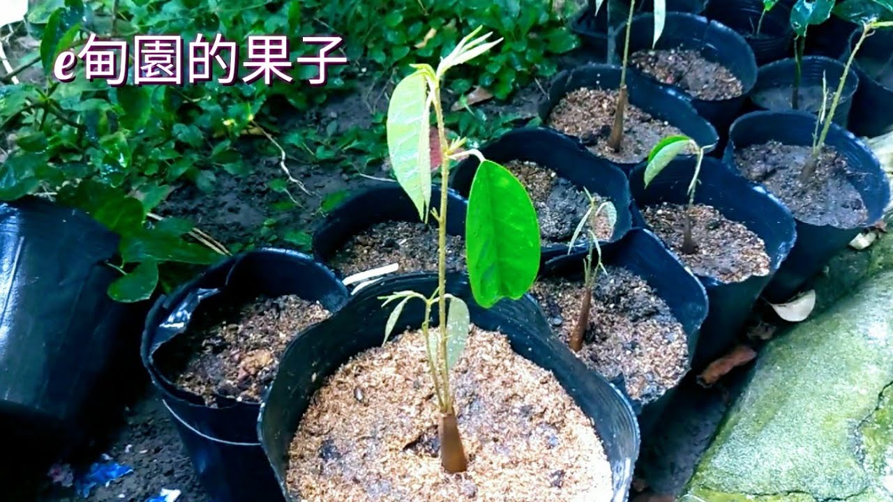 重啟e甸園的「榴槤夢」004~9顆大小不一的種子順利萌芽五棵小苗！2022年8月27日