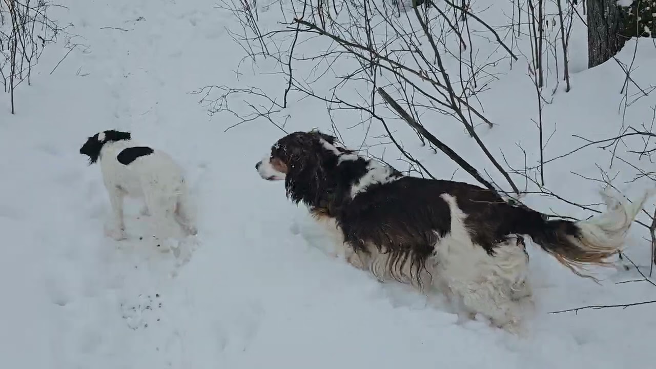 Teddies playing in the snow, while we mooch along Mustard Meander checking for trees down.