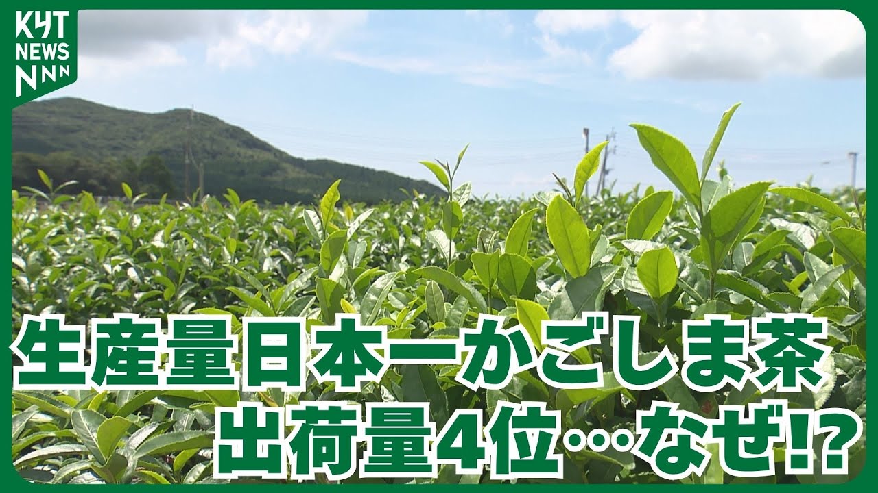 荒茶日本一の鹿児島が“かごしま茶”で出荷量全国4位の理由