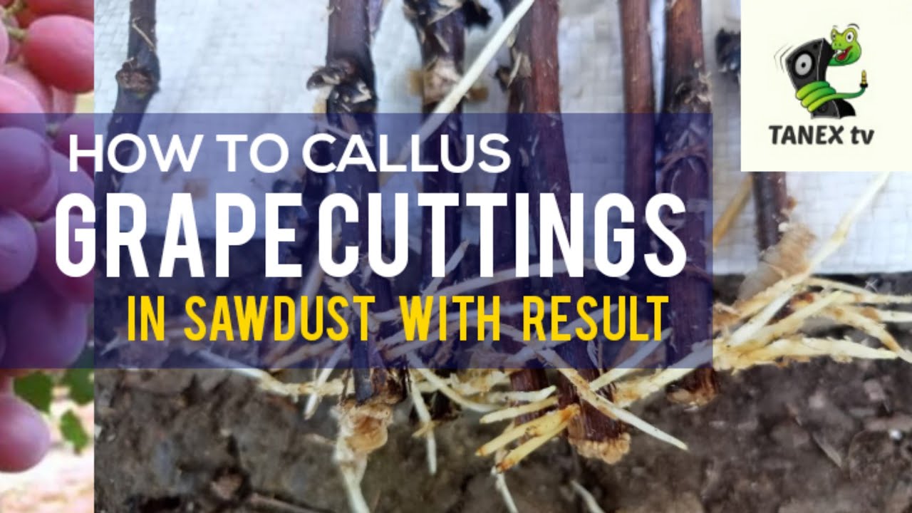 How to Callus Grape Cuttings Using Pure Sawdust with Results 💯 % | Rooting Grape Cuttings #tanextv