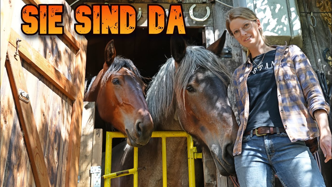 🥰Sie sind da! 1350 Kilo❗​ Zwei der schwersten Pferderassen in Bewegung​💪​🐴​