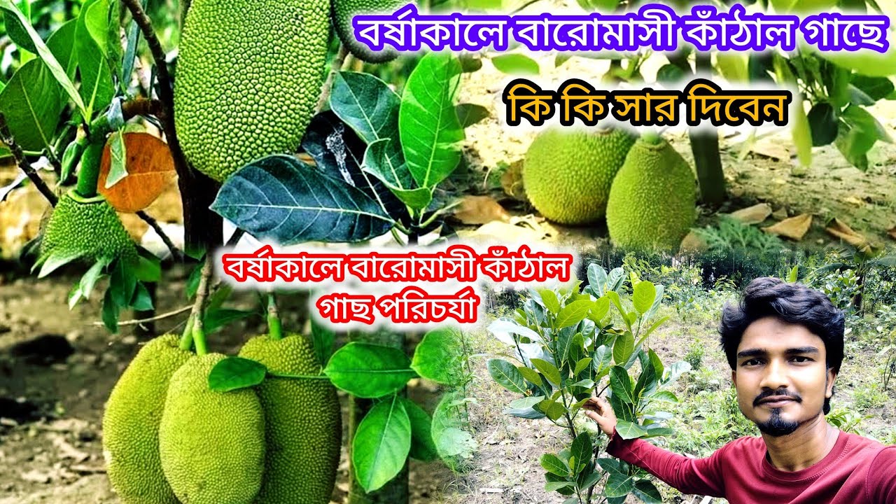 বর্ষা কালে বারোমাসী কাঁঠালে গাছে কি কি সার দিবেন। বর্ষা কালে বারোমাসী কাঁঠাল গাছর পরিচর্যা।