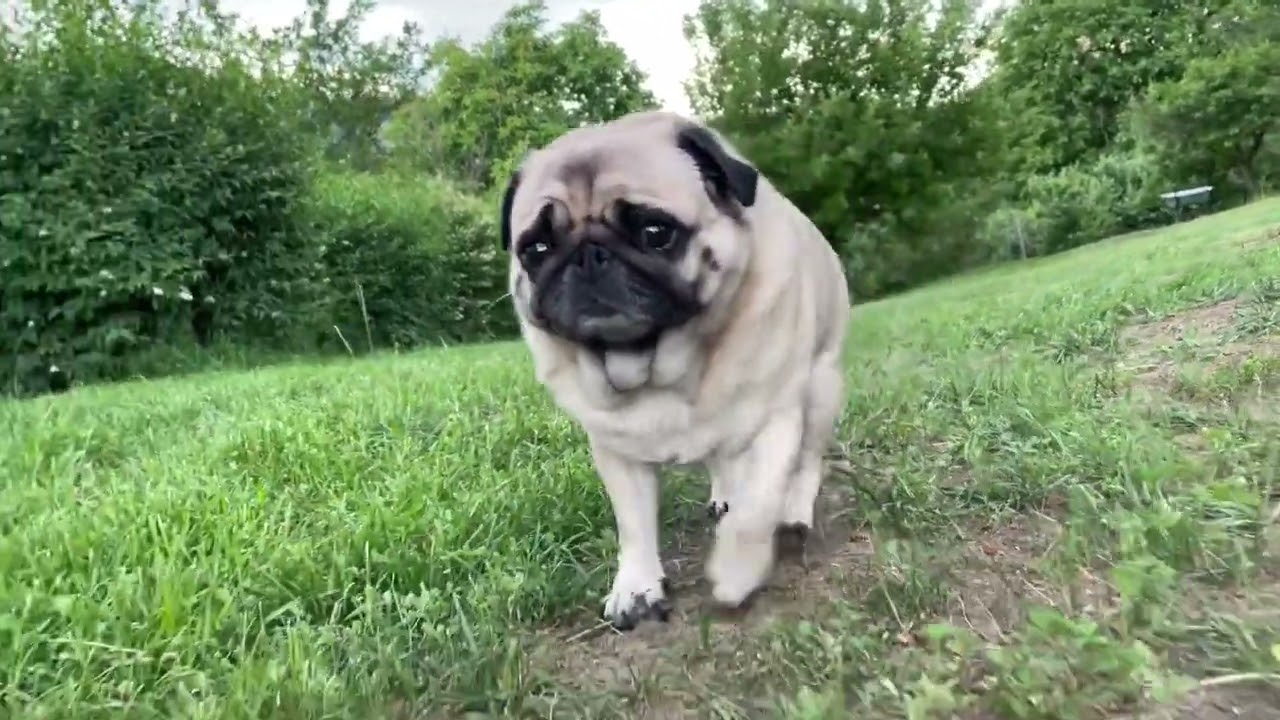 Two pugs on a Friday afternoon