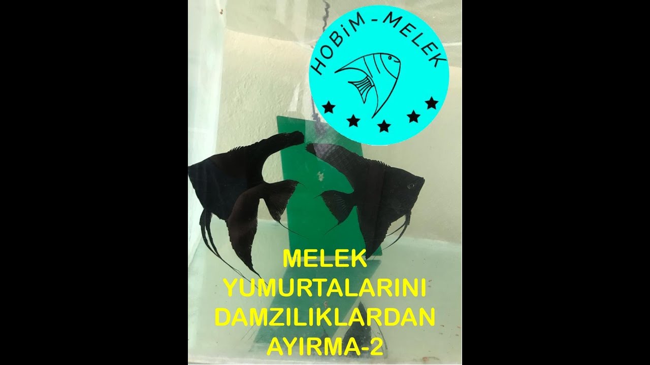 Melek yumurtalarını damızlıklardan ayırma 2 çiftim aynı anda yumurtladı.