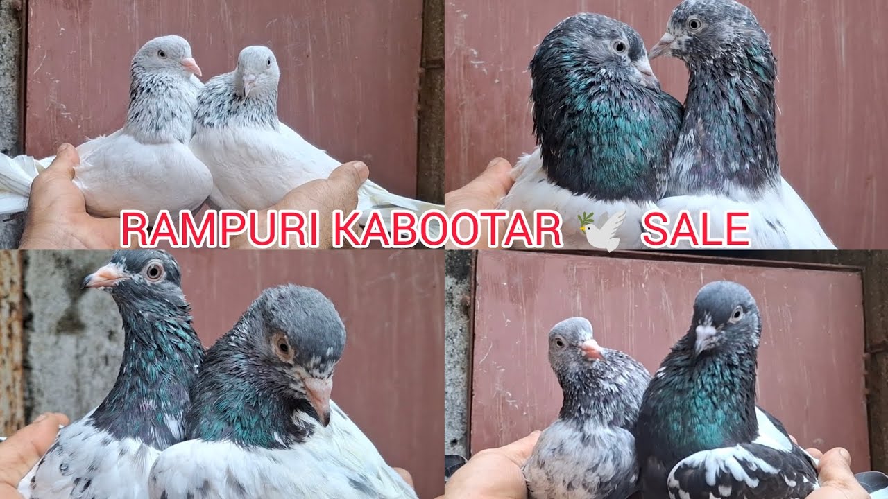 Rampuri Kabootar 🕊️, Old is Gold Kabootar 🕊️, Maharashtra Mumbai,