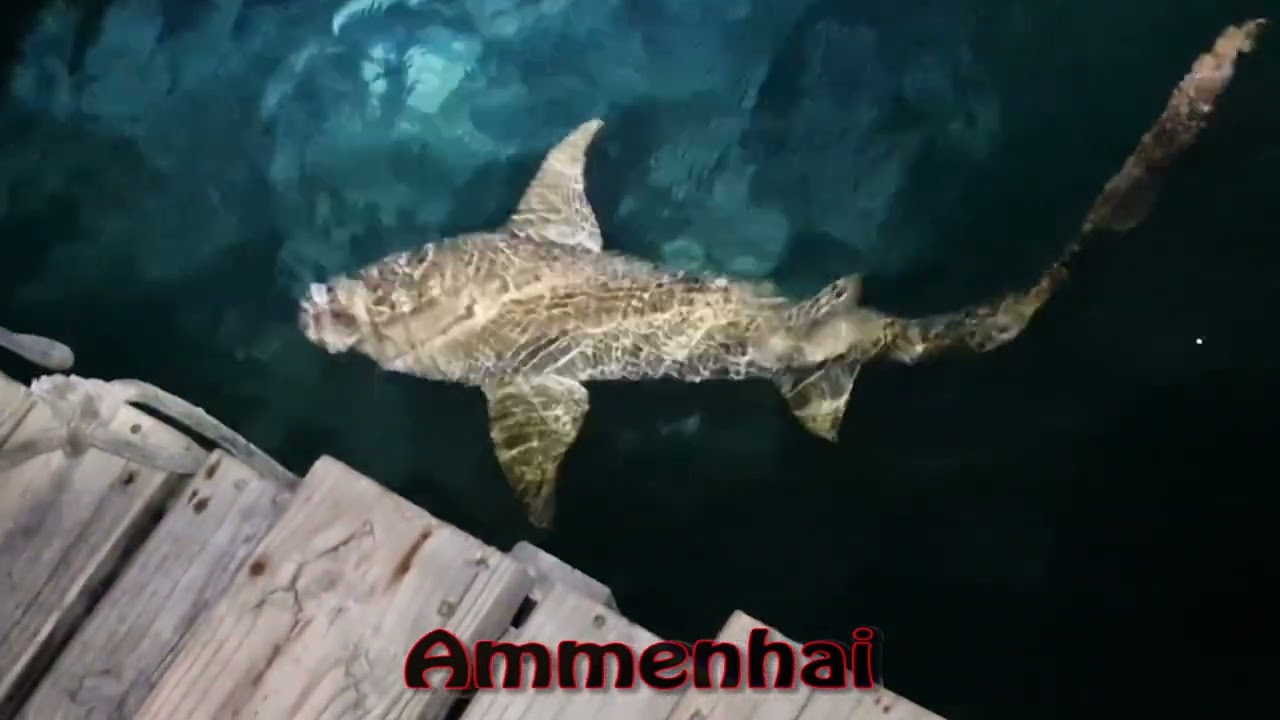 Malediven 2024 - Dhigurah / Reethi Beach - Tiere