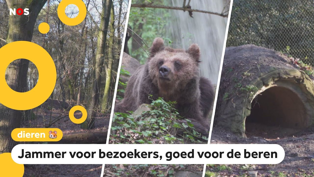 Beren voor het eerst in winterslaap: 'Dit is uniek'