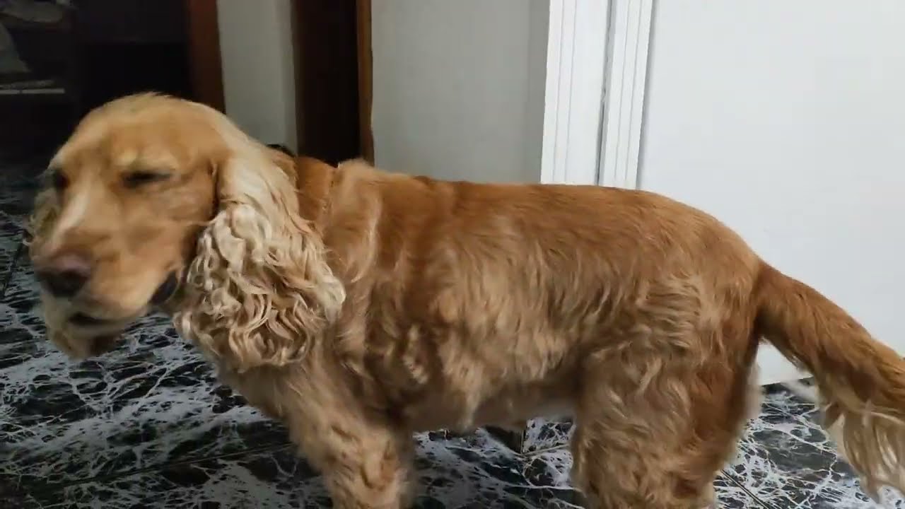 Il Cocker Spaniel Sheila Va a Dormire