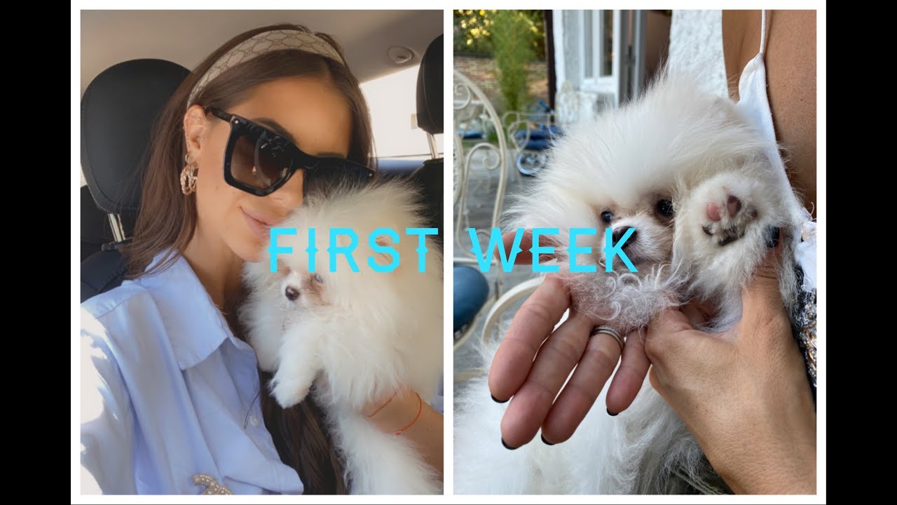 First week with my NEW PUPPY