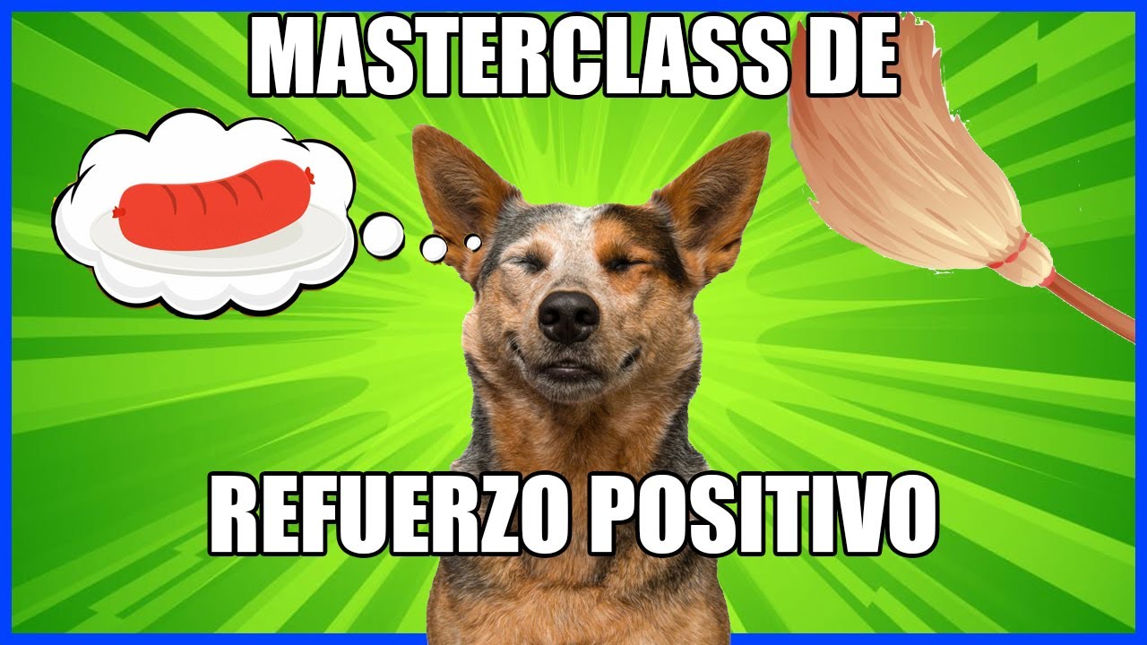 Masterclass sobre el refuerzo positivo🌭