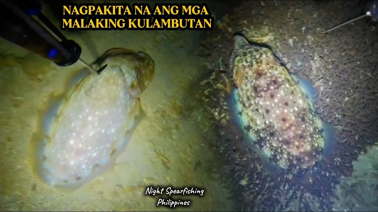 EP 470 SALAMAT NAGPAKITA NA ANG MGA MALAKING KULAMBUTAN 😱 #nightspearfishing #fishing #fish