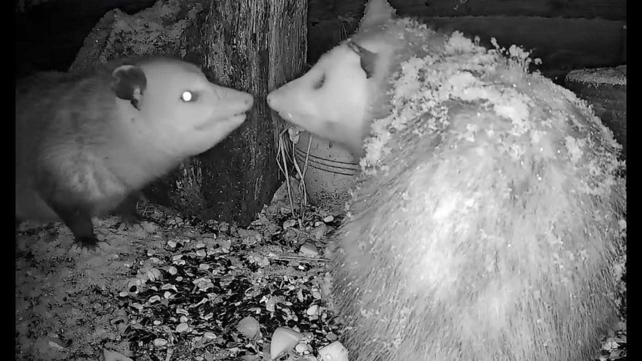 🔴 LIVE Nighttime Critter Cam Michigan - 2/1/2026