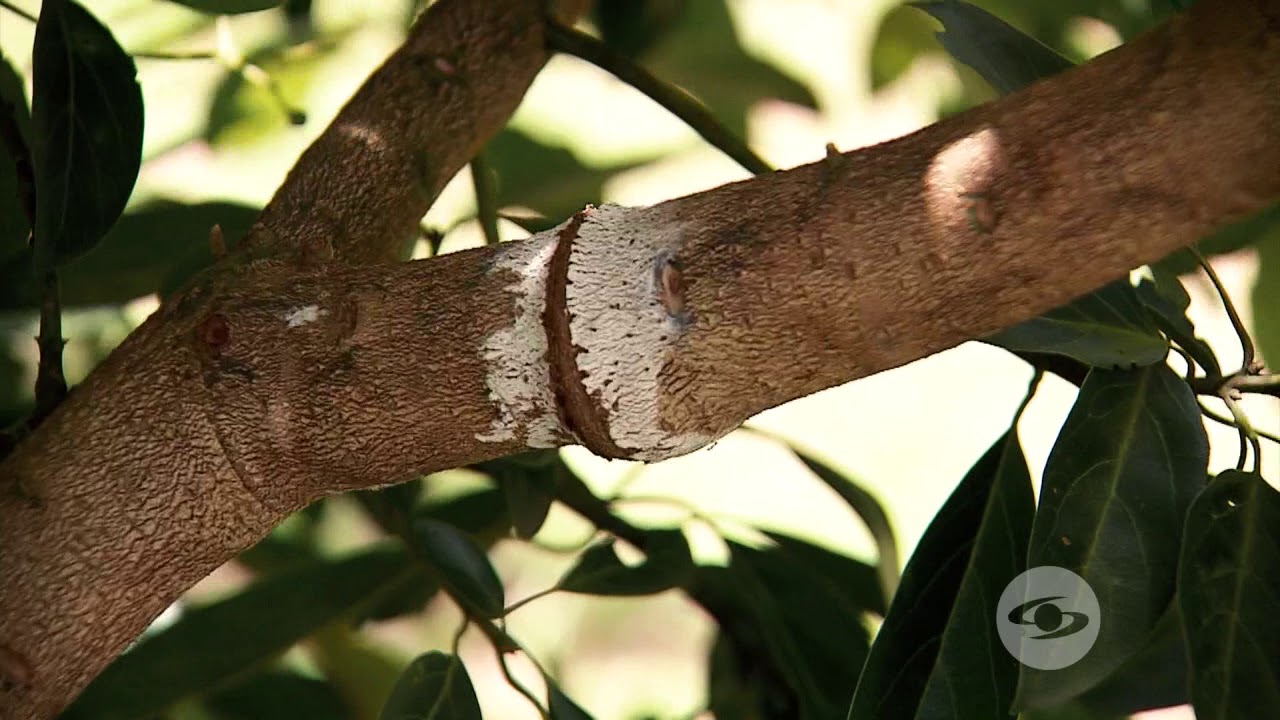 Siembras de alta densidad en cultivo de aguacate Hass