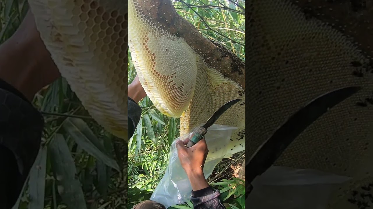 Panen Madu Hutan Super Jumbo! Full Segel & Berat Banget! #maduhutan #shorts